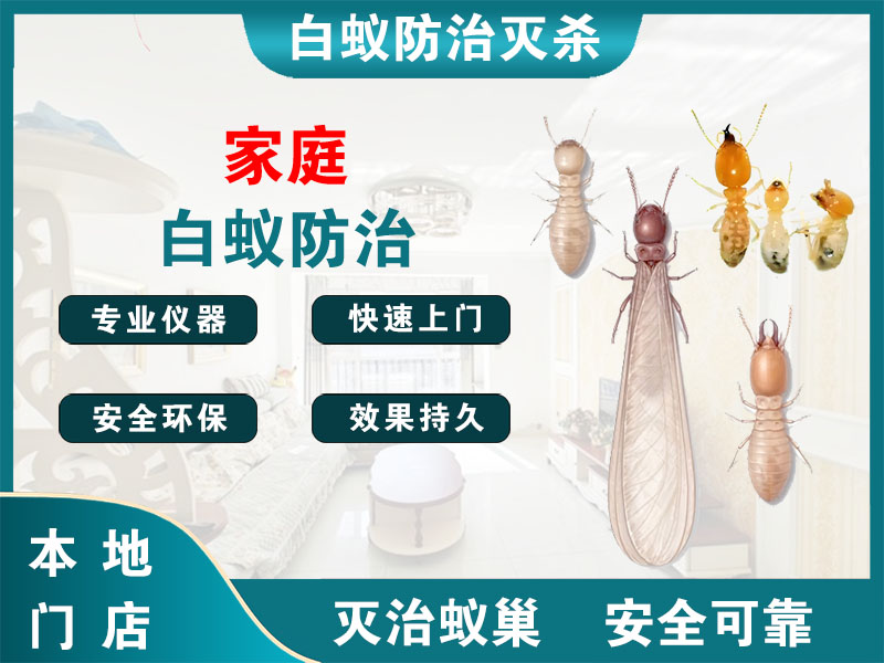 六合家庭白蚁防治